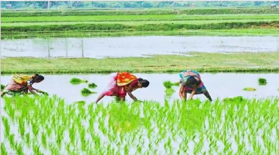 তানোরে আমন ধান রোপণে ব্যস্তসময় পার করছেন চাষিরা
