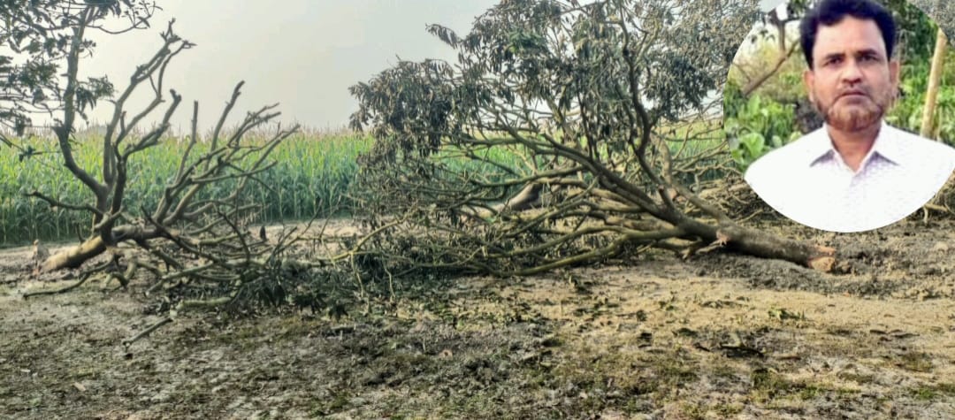 চাঁপাইনবাবগঞ্জের শিবগঞ্জে ২০টি চোরাই গাছসহ এক গাছ চোরকে গ্রেপ্তার করেছে পুলিশ