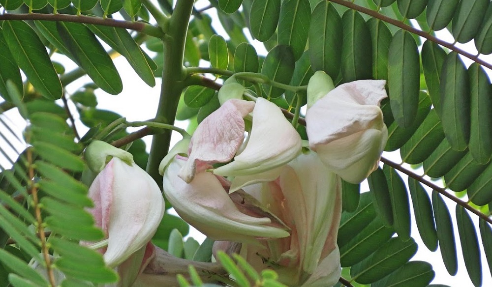 স্বাদে অনন্য বকফুলের বড়া