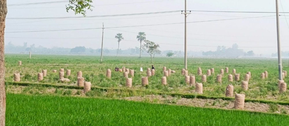 তপ্ত তানোর:রোদে পুড়ছে কৃষি কাজ