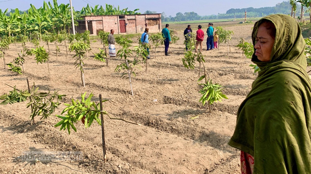 রাজশাহীতে কেটে ফেলা হয়েছে ১১৭টি আমগাছ