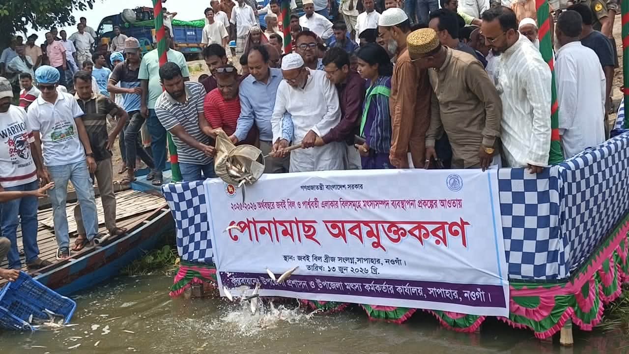 সাপাহার জবই বিলে মাছের পোনা অবমুক্ত