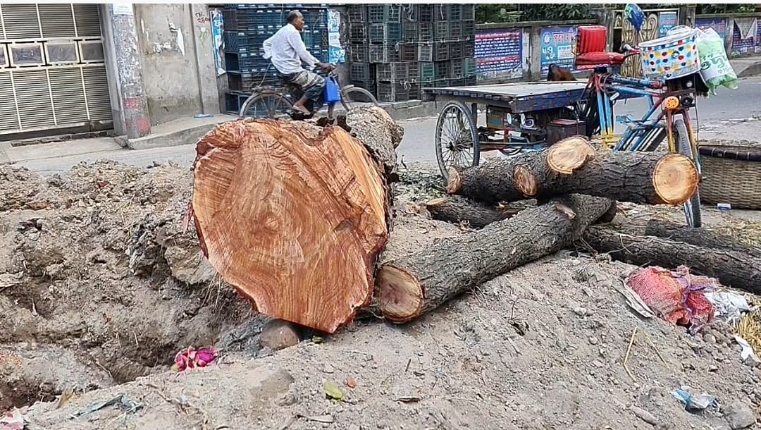 সবুজের আহ্বানের মাঝেই শতবর্ষী গাছ নিধন;