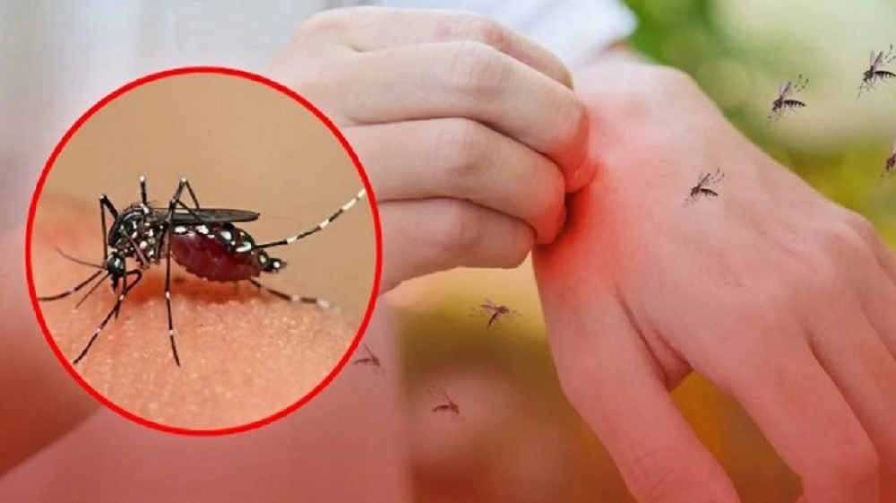 রাজশাহীতে বাড়ছে এডিস মশার উপদ্রব