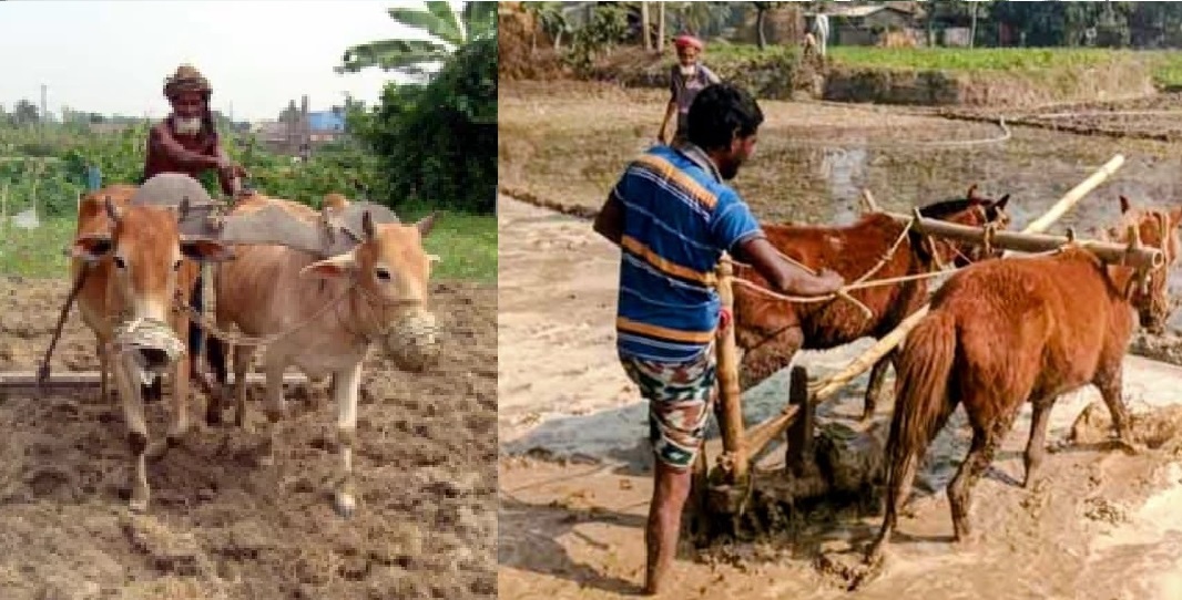 তানোরে গরুর বদলে ঘোড়া দিয়ে বোরো জমিতে হালচাষ
