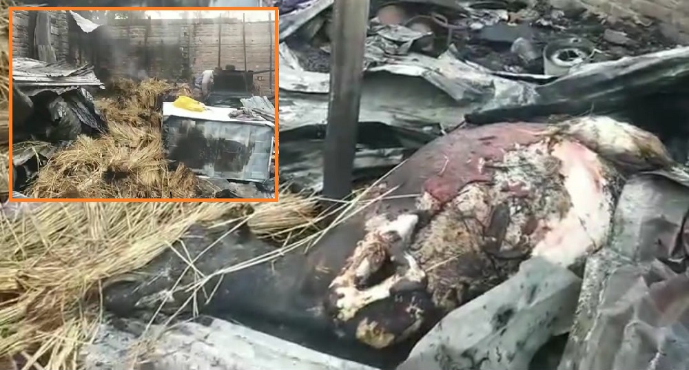 তানোরে ভয়াবহ অগ্নিকাণ্ডে নারী দগ্ধ, গবাদিপশুর মৃত্যু